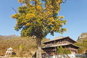 河北石家庄元氏县白果寺
